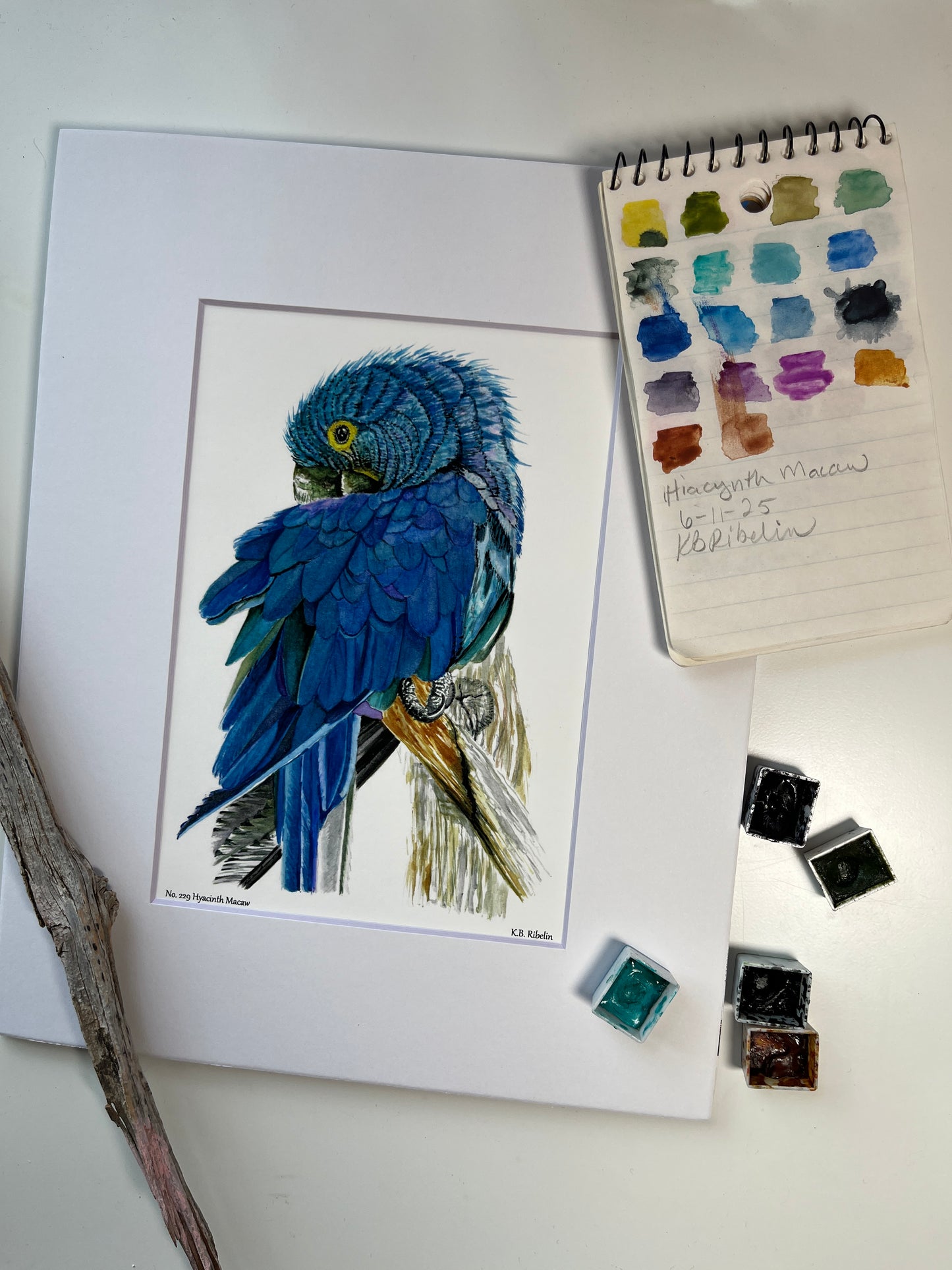 Hyacinth Macaw - Bird Art by KB - Giclee Print with White Mat