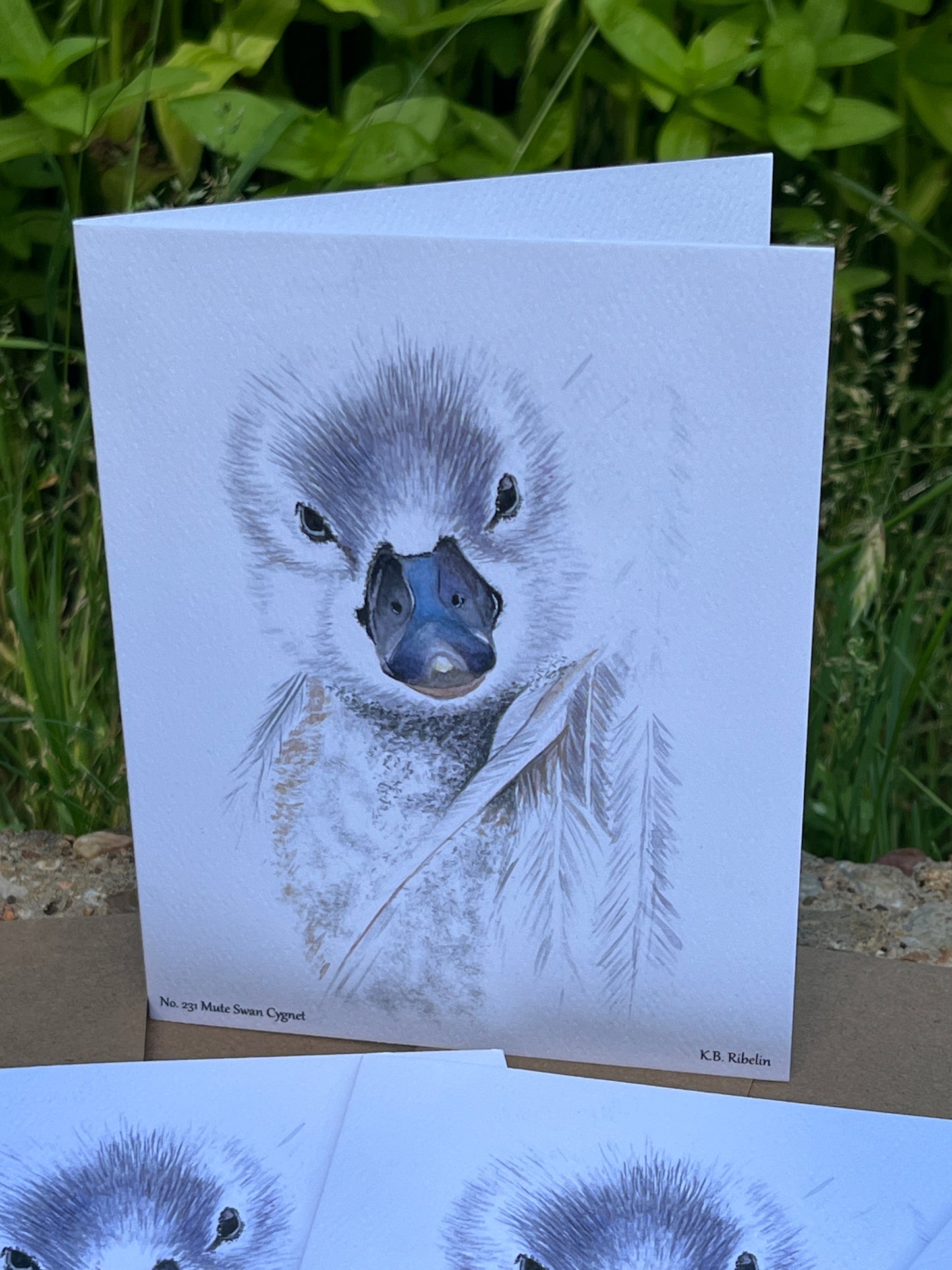 Mute Swan Cygnet - Bird Art by KB - Notecard