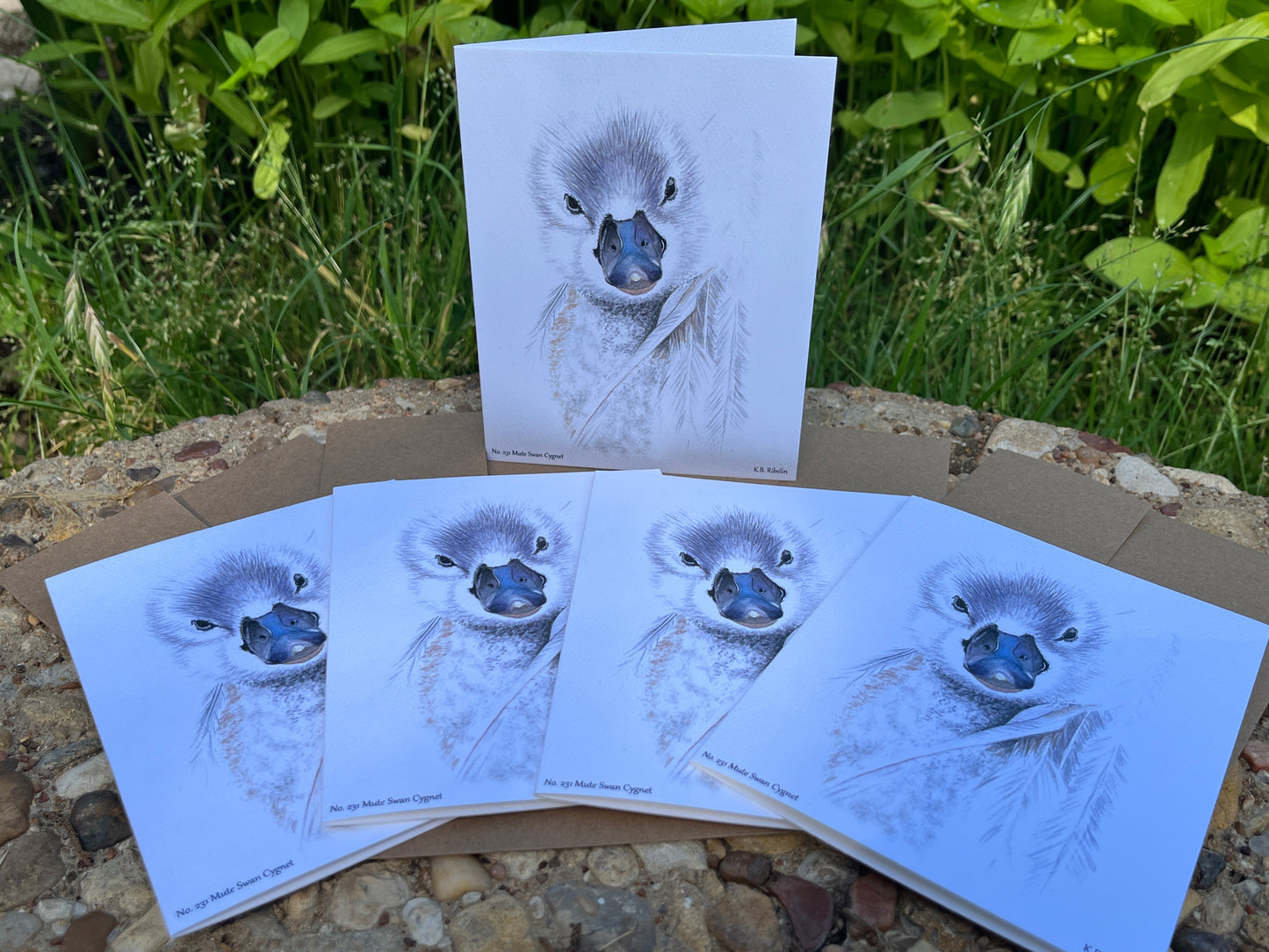 Mute Swan Cygnet - Bird Art by KB - Notecard Set
