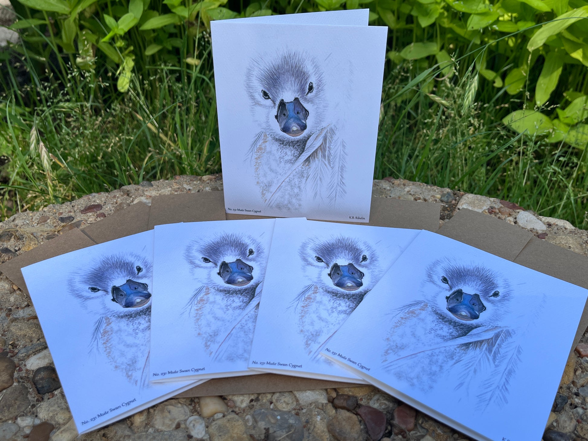 Mute Swan Cygnet - Bird Art by KB - Notecard Set