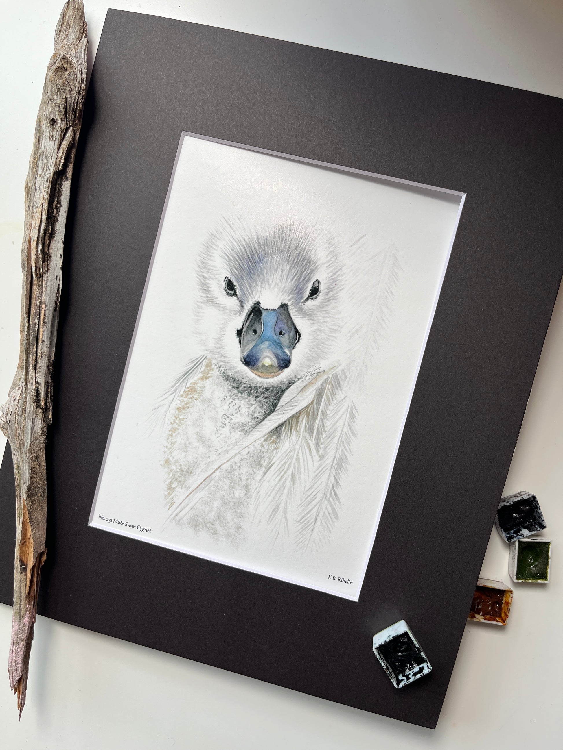 Mute Swan Cygnet - Bird Art by KB - Giclee Print with Black Mat
