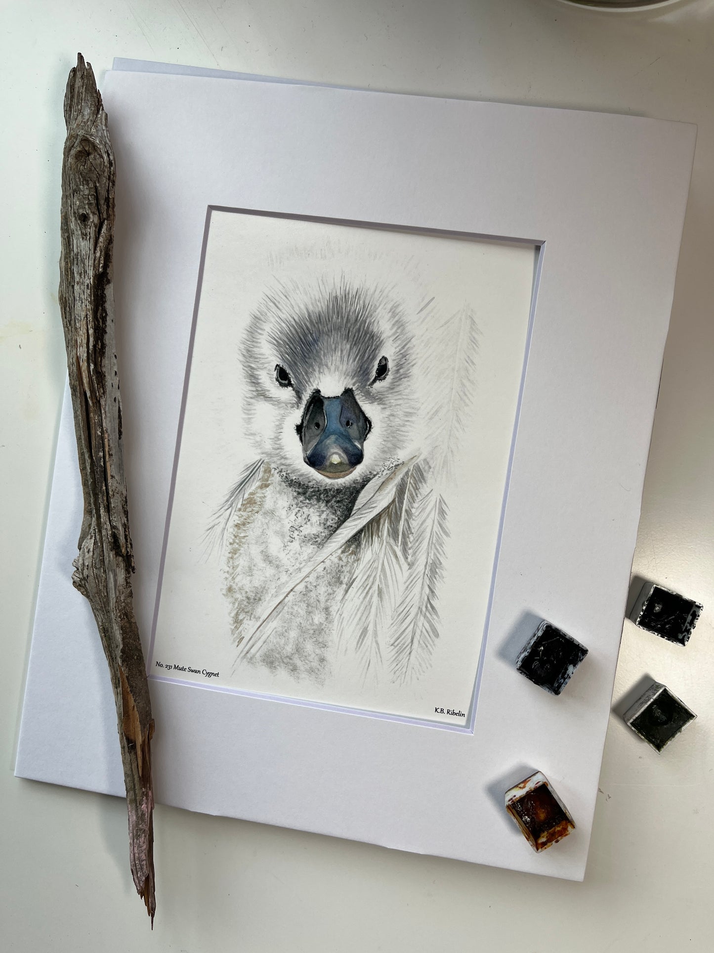 Mute Swan Cygnet - Bird Art by KB - Giclee Print with White Mat