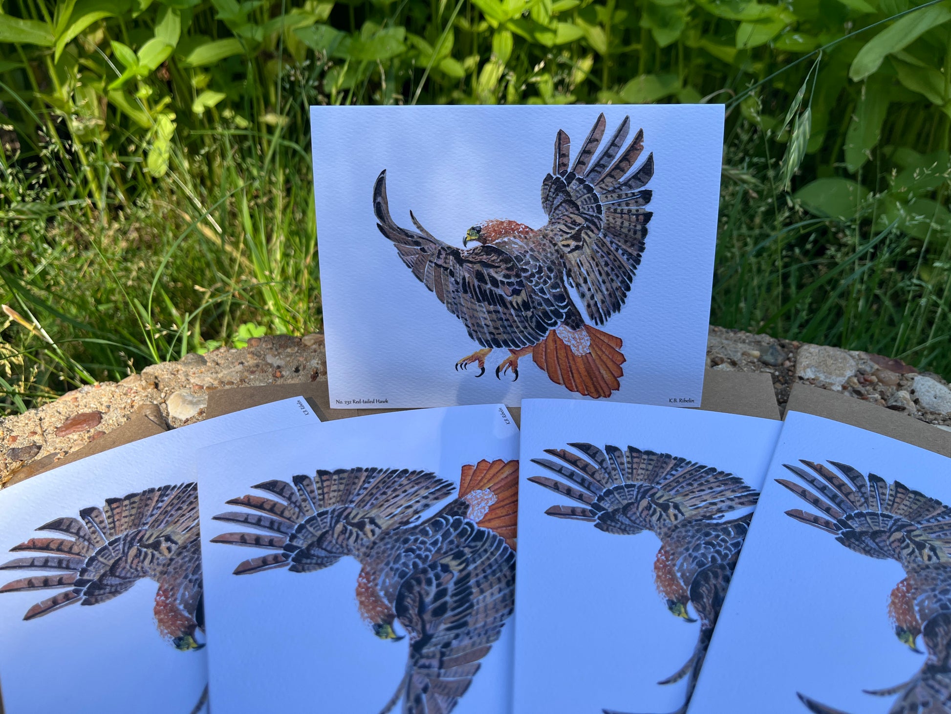 Red-tailed Hawk - Bird Art by KB - Notecard Set