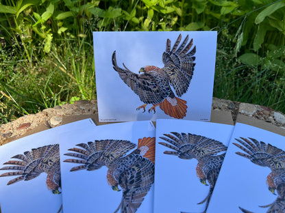 Red-tailed Hawk - Bird Art by KB - Notecard Set