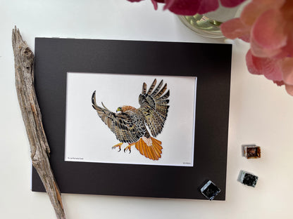 Red-tailed Hawk - Bird Art by KB - Giclee Print with Black Mat