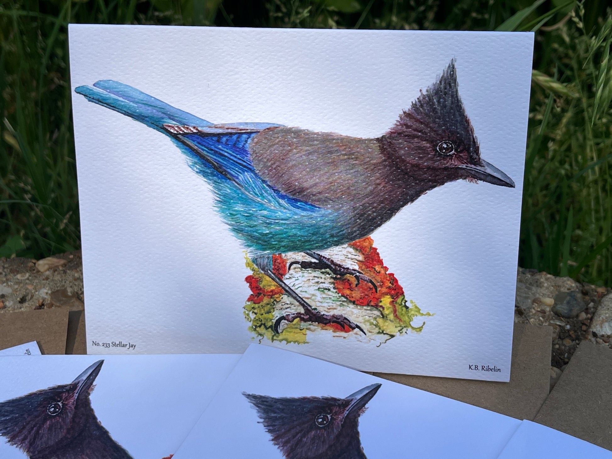 Steller Jay - Bird Art by KB - Notecard