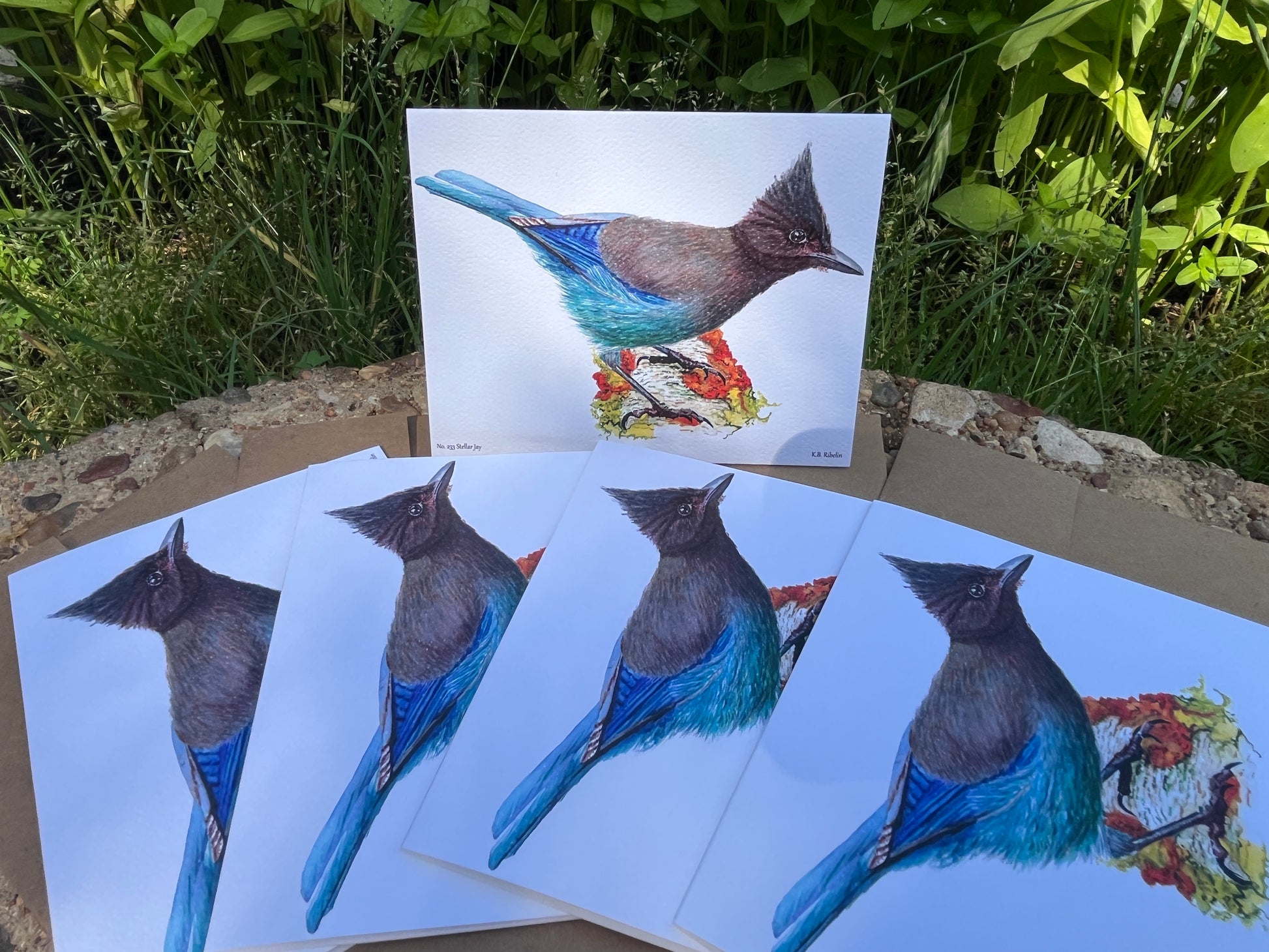 Steller Jay - Bird Art by KB - Notecard Set