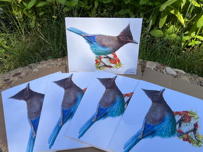 Steller Jay - Bird Art by KB - Notecard Set