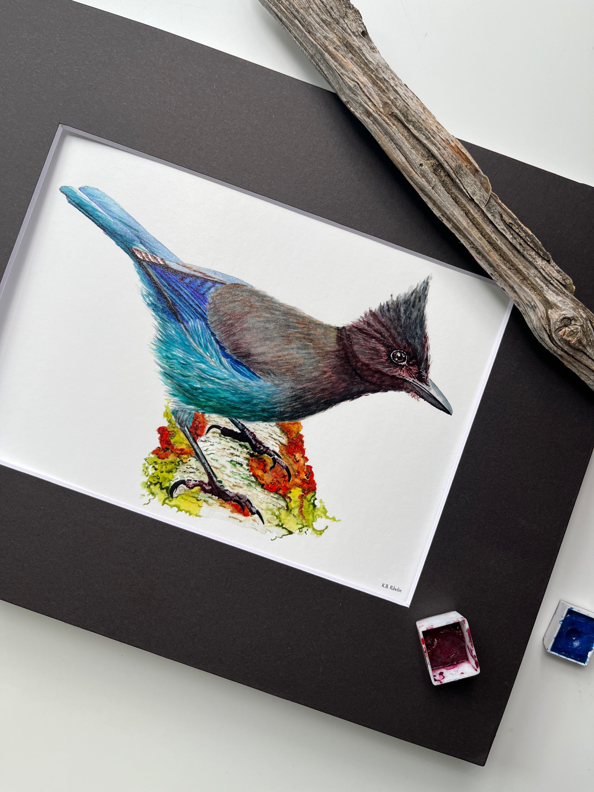 Steller Jay - Bird Art by KB - Giclee Print with Black Mat