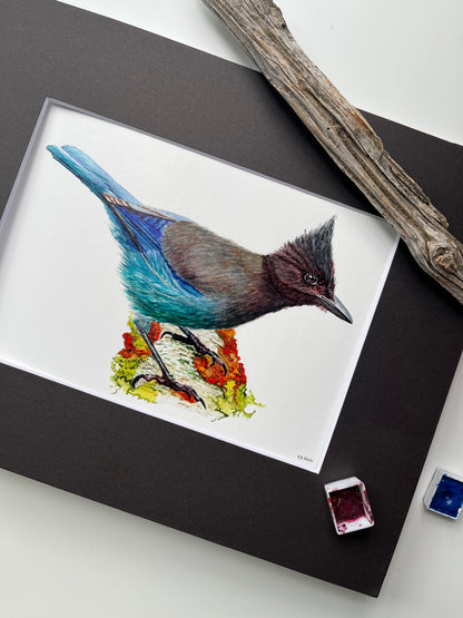 Steller Jay - Bird Art by KB - Giclee Print with Black Mat