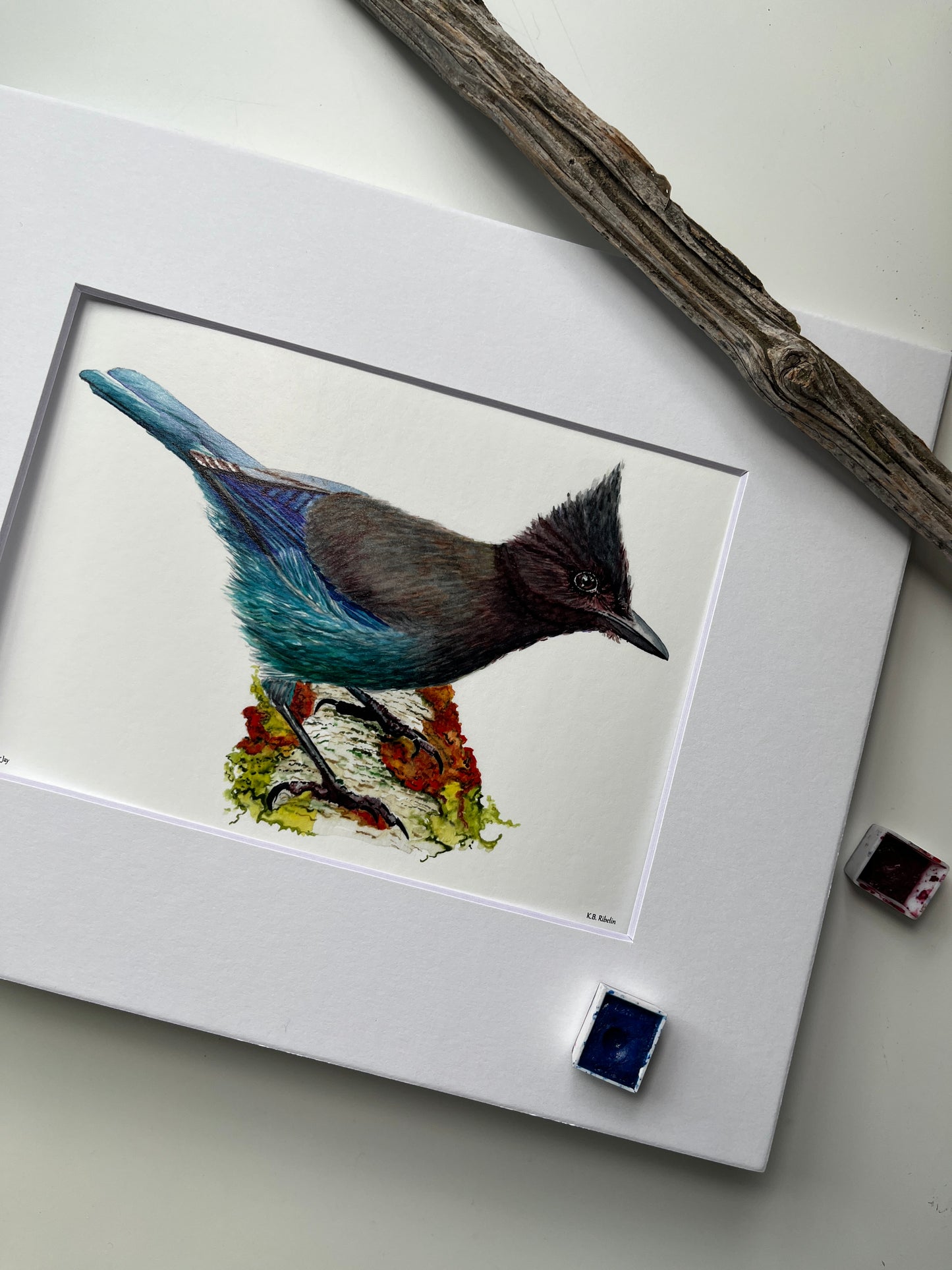 Steller Jay - Bird Art by KB - Giclee Print with White Mat