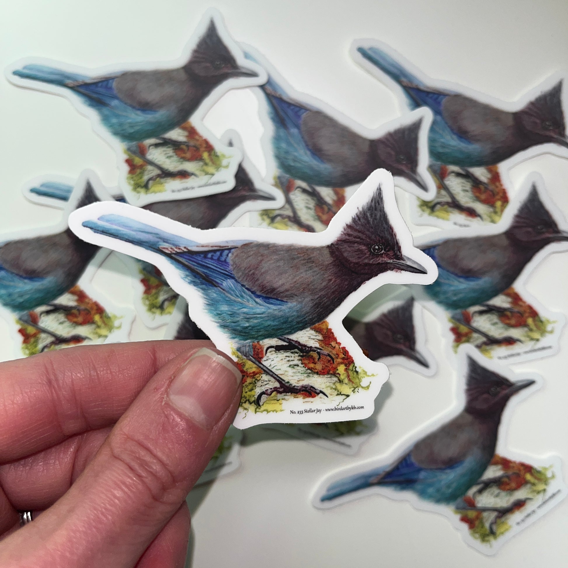 Steller Jay - Bird Art by KB - Sticker