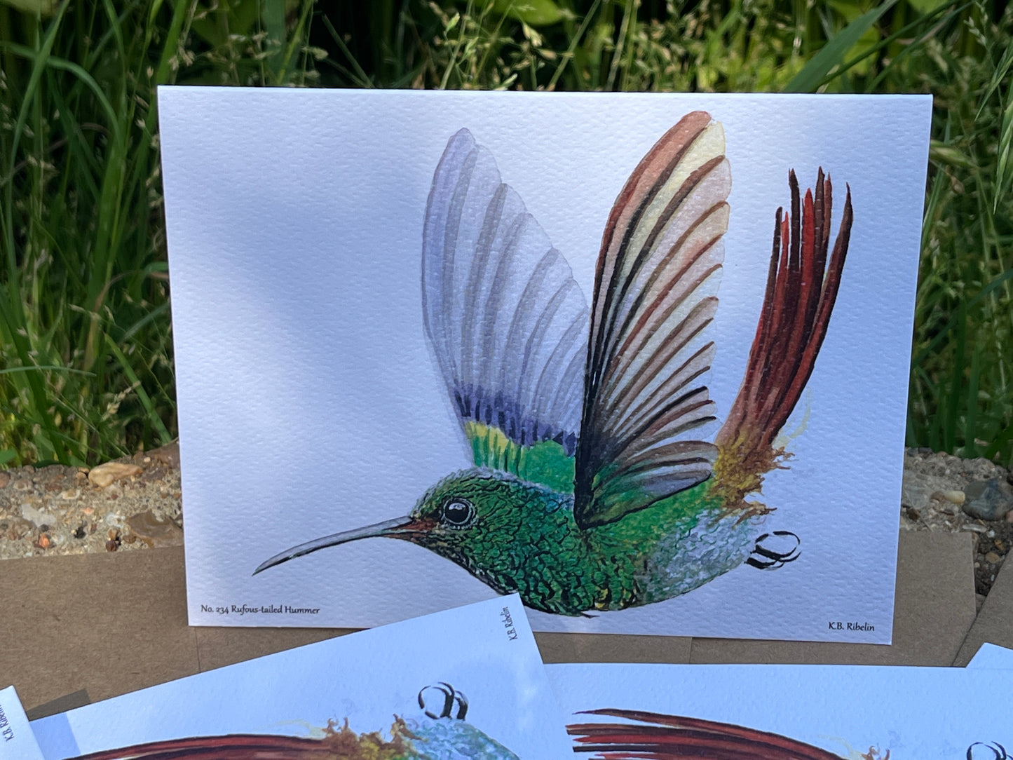 Rufous-tailed Hummer - Bird Art by KB - Notecard