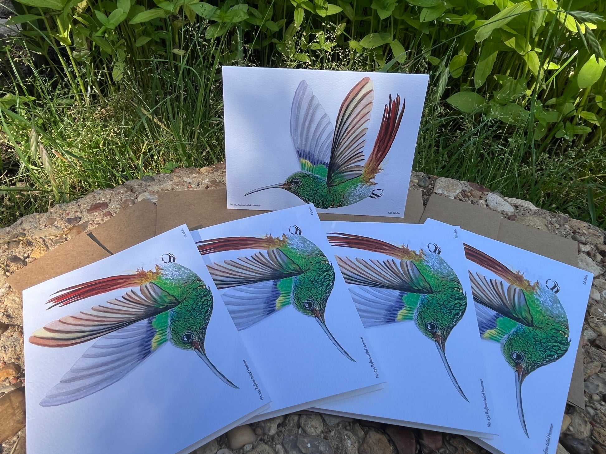 Rufous-tailed Hummer - Bird Art by KB - Notecard Set