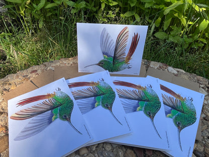 Rufous-tailed Hummer - Bird Art by KB - Notecard Set