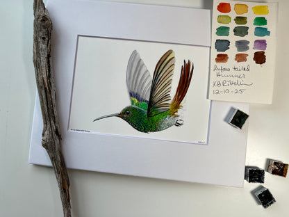 Rufous-tailed Hummer - Bird Art by KB - Giclee Print with White Mat