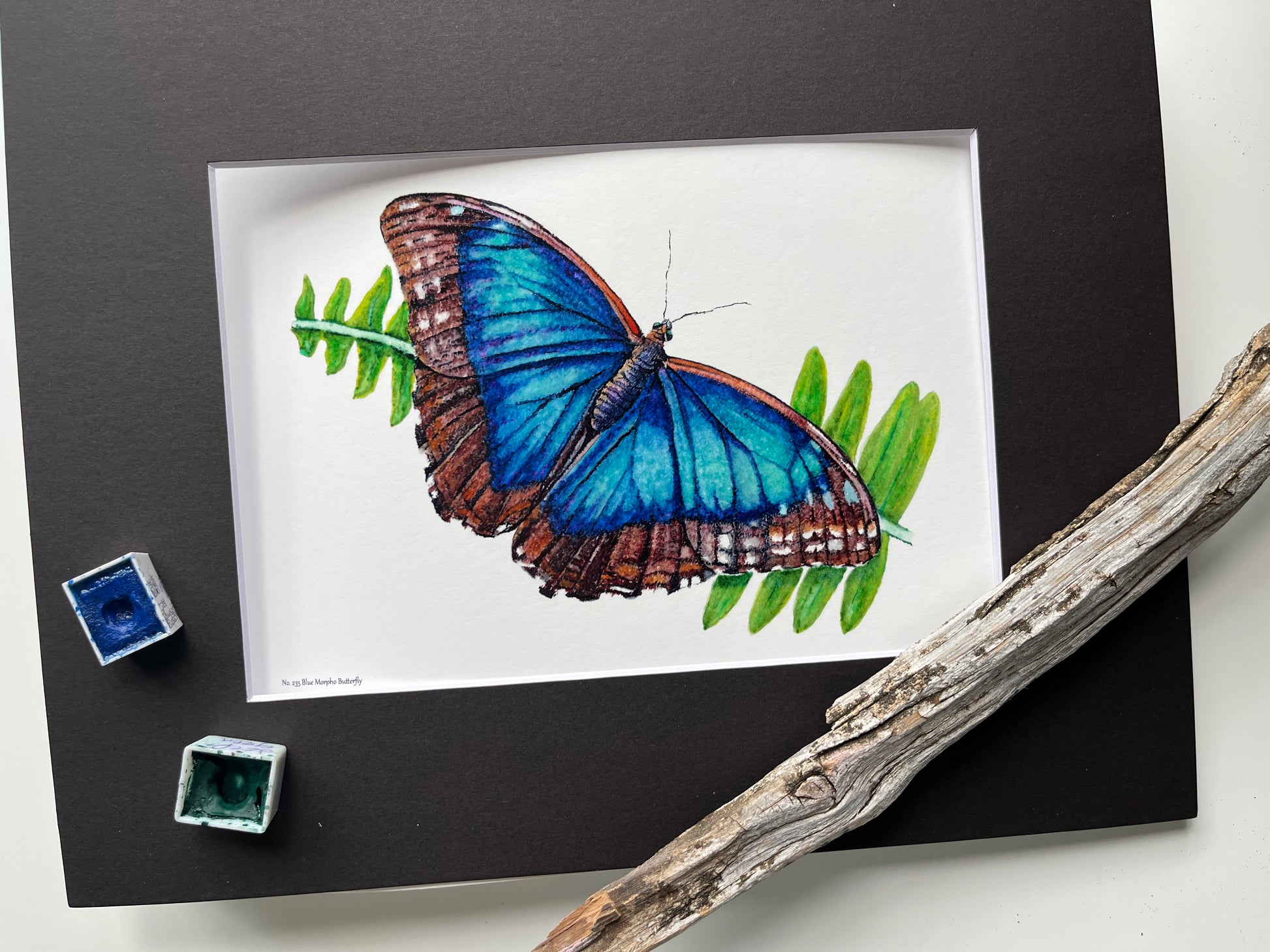 Blue Morpho - Bird Art by KB - Giclee Print with Black Mat