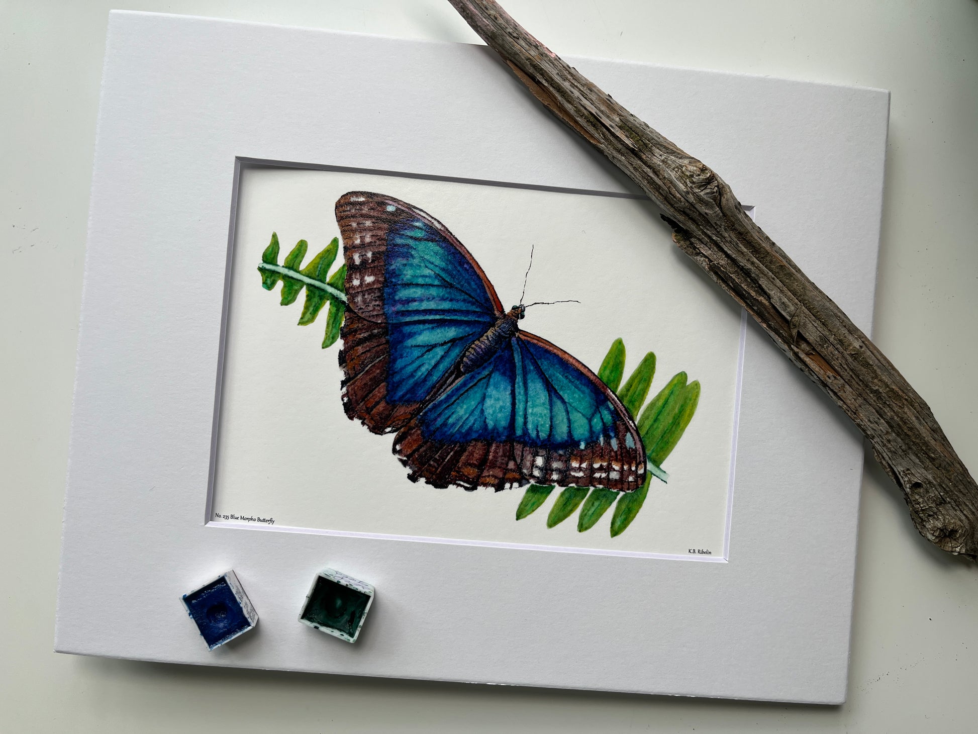 Blue Morpho - Bird Art by KB - Giclee Print with White Mat