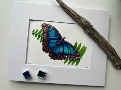 Blue Morpho - Bird Art by KB - Giclee Print with White Mat