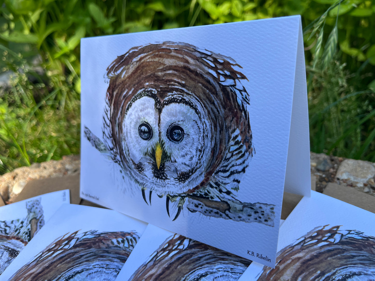 Barred Owl - Bird Art by KB - Notecard