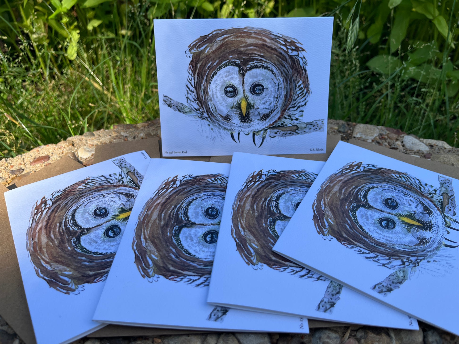 Barred Owl - Bird Art by KB - Notecard Set