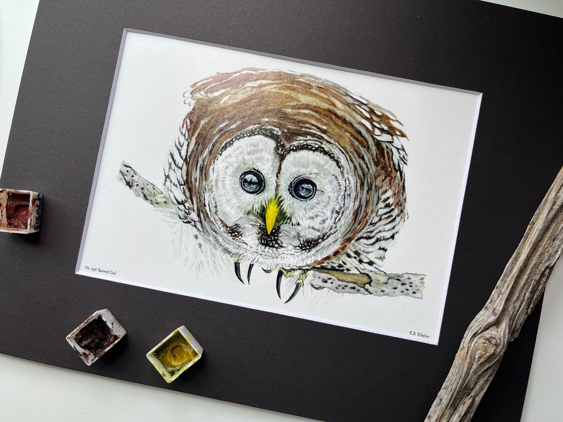 Barred Owl - Bird Art by KB - Giclee Print with Black Mat