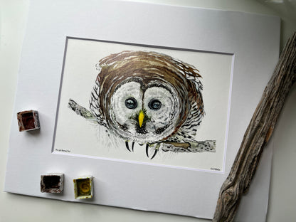 Barred Owl - Bird Art by KB - Giclee Print with White Mat