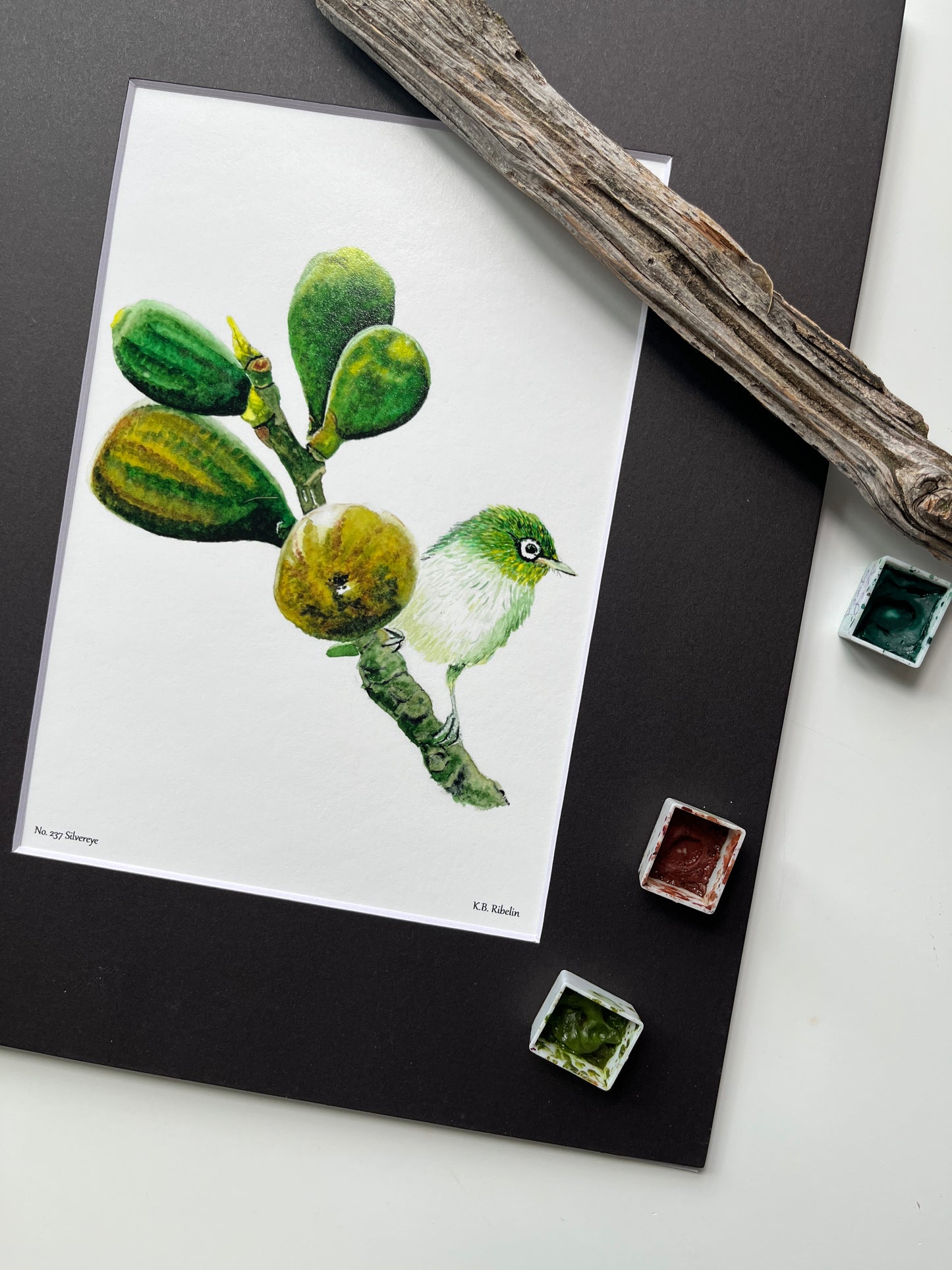 Silvereye - Bird Art by KB - Giclee Print with Black Mat