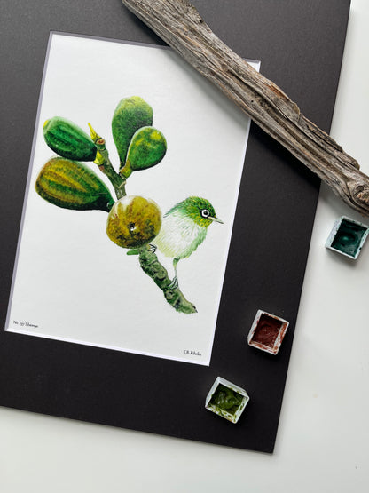 Silvereye - Bird Art by KB - Giclee Print with Black Mat