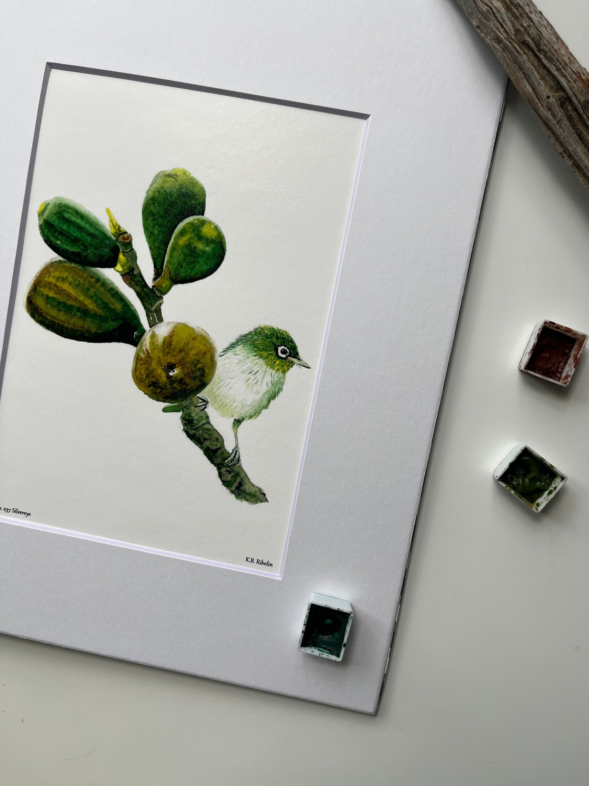 Silvereye - Bird Art by KB - Giclee Print with White Mat