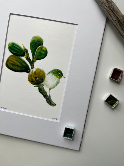 Silvereye - Bird Art by KB - Giclee Print with White Mat