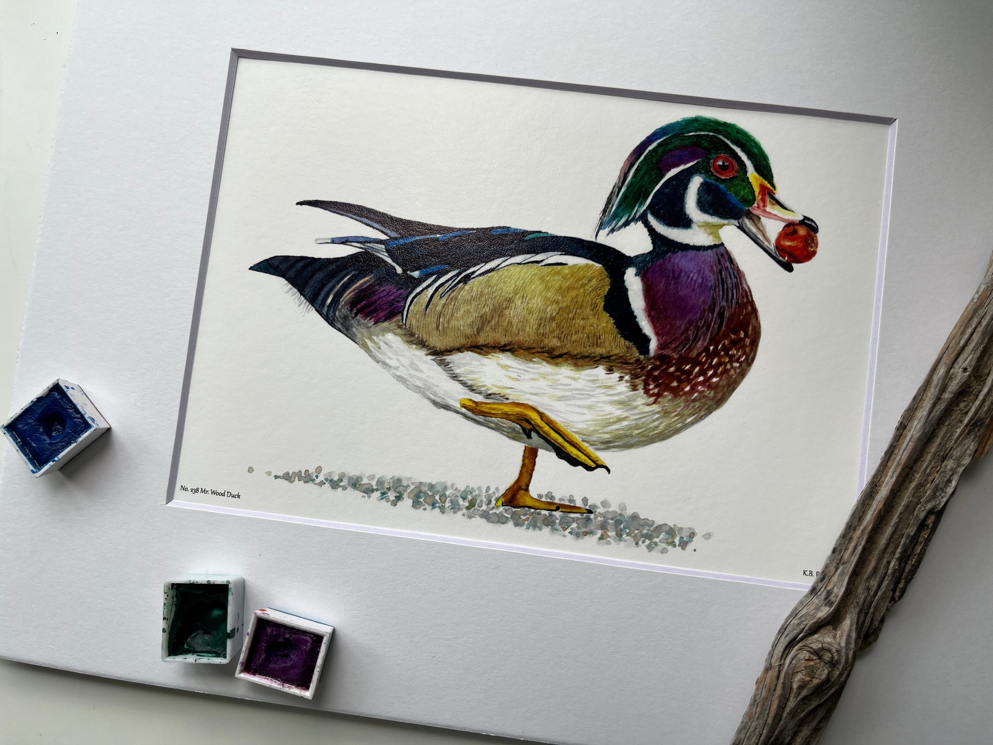 Wood Duck (Male) - Bird Art by KB - Giclee Print with White Mat