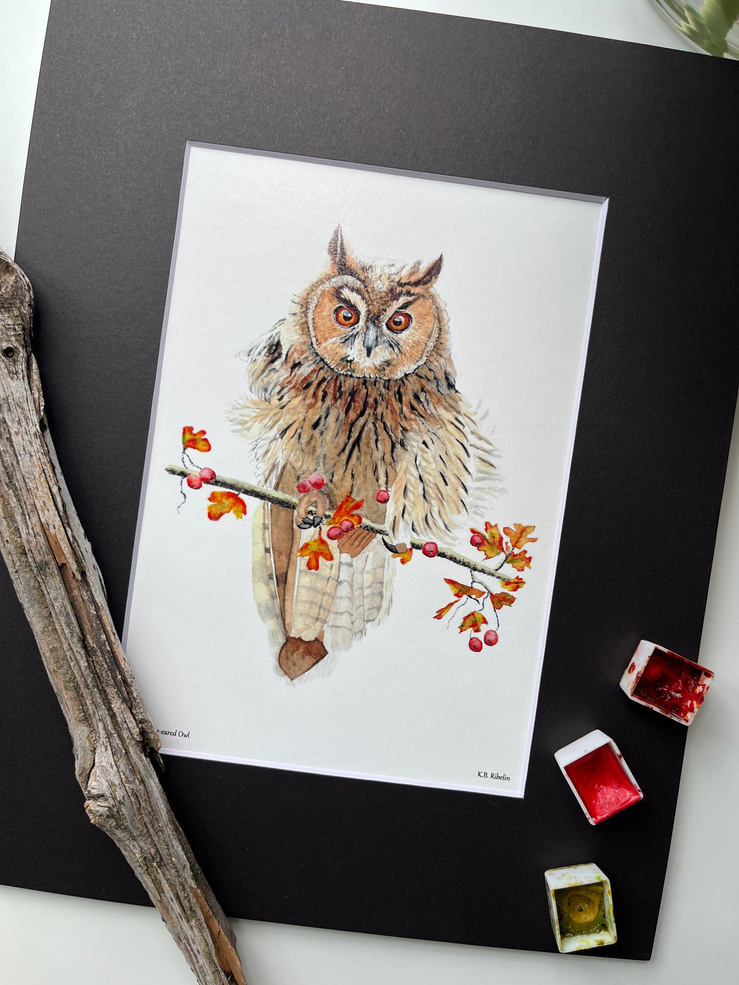 Long-eared Owl - Bird Art by KB - Giclee Print with Black Mat