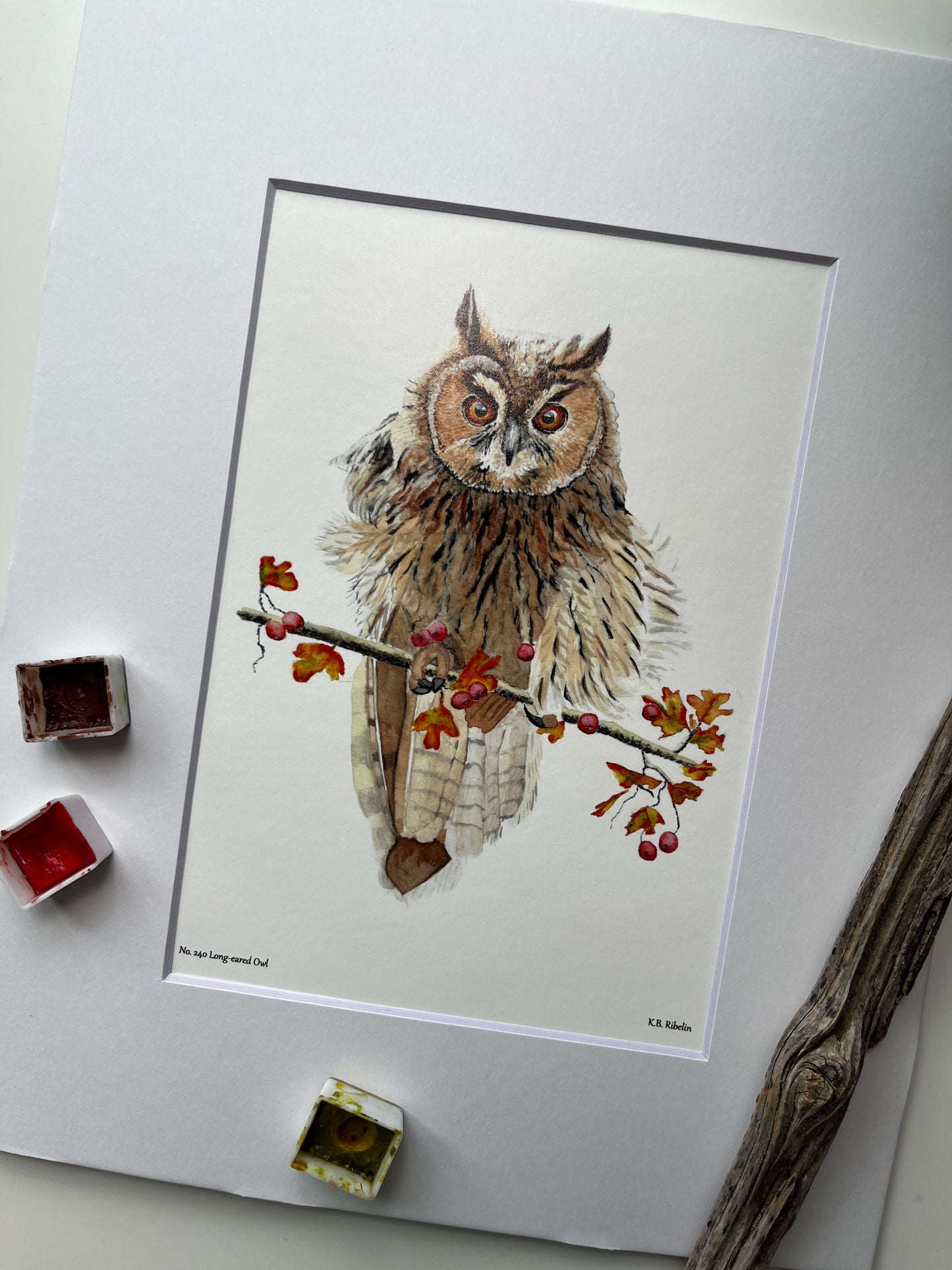 Long-eared Owl - Bird Art by KB - Giclee Print with White Mat