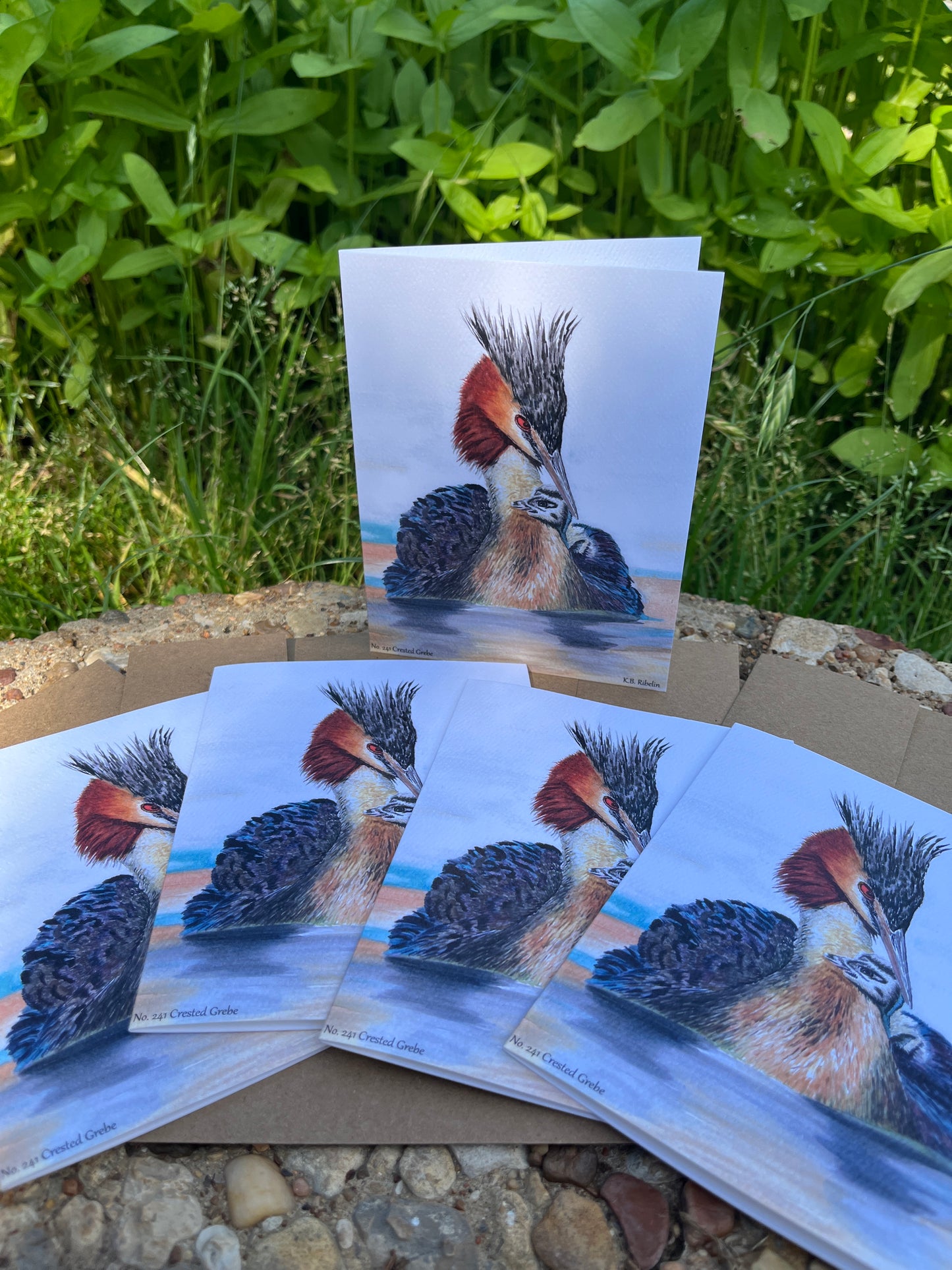 Crested Grebe - Bird Art by KB - Notecard Set