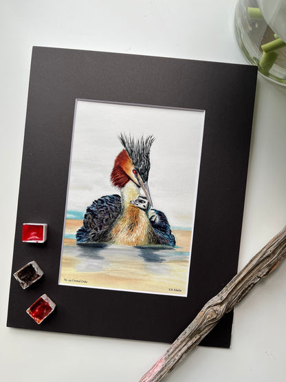 Crested Grebe - Bird Art by KB - Giclee Print with Black Mat