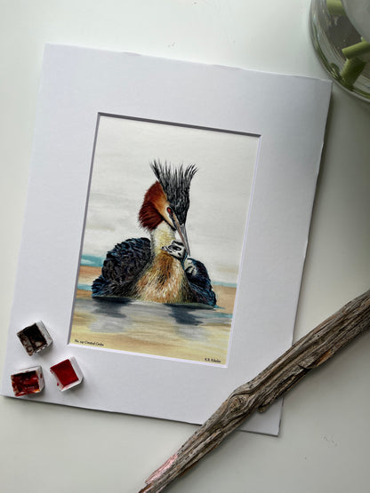 Crested Grebe - Bird Art by KB - Giclee Print with White Mat