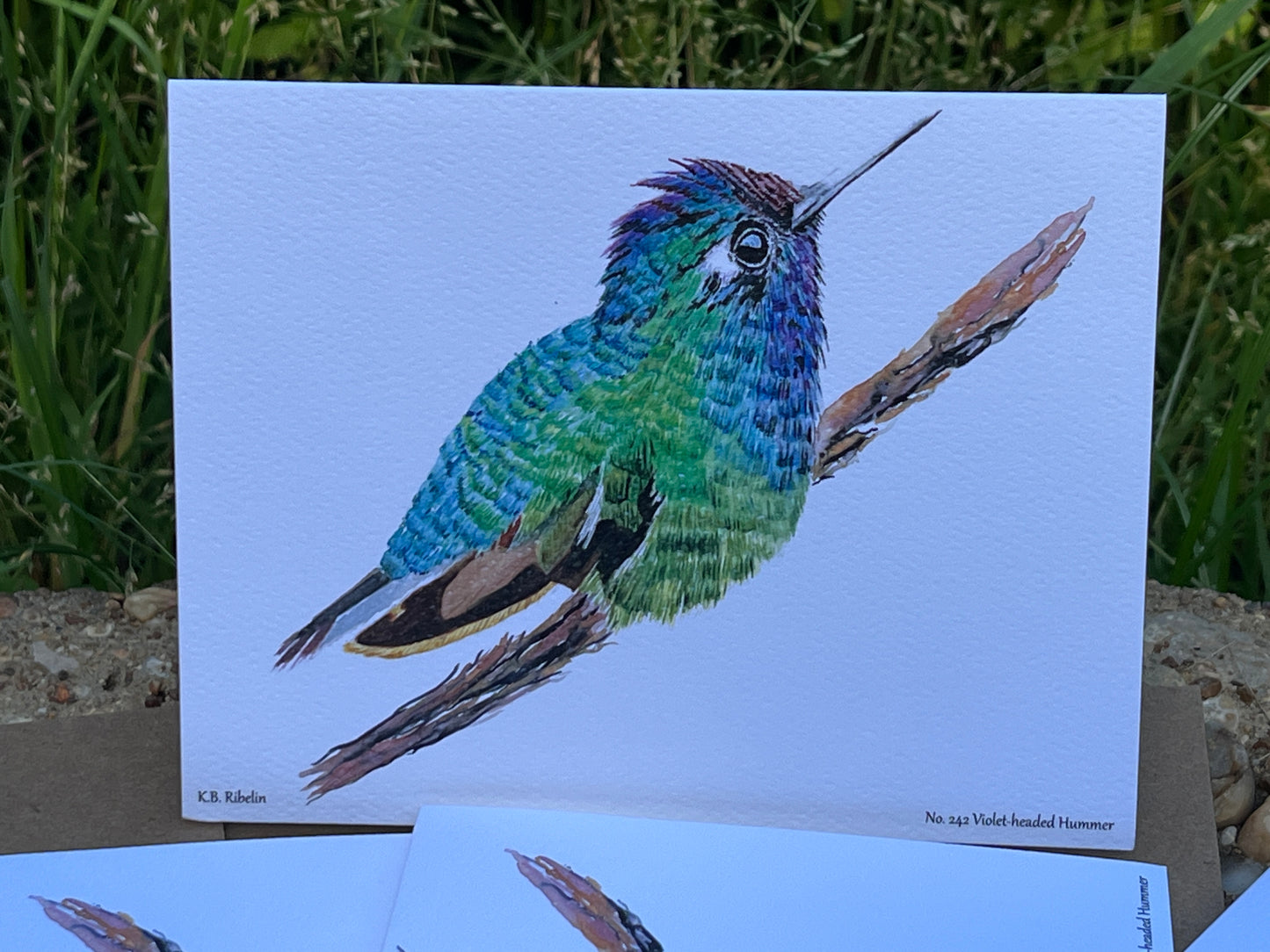 Violet-headed Hummingbird - Bird Art by KB - Notecard