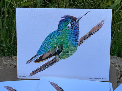 Violet-headed Hummingbird - Bird Art by KB - Notecard