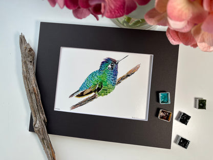 Violet-headed Hummingbird - Bird Art by KB - Giclee Print with Black Mat