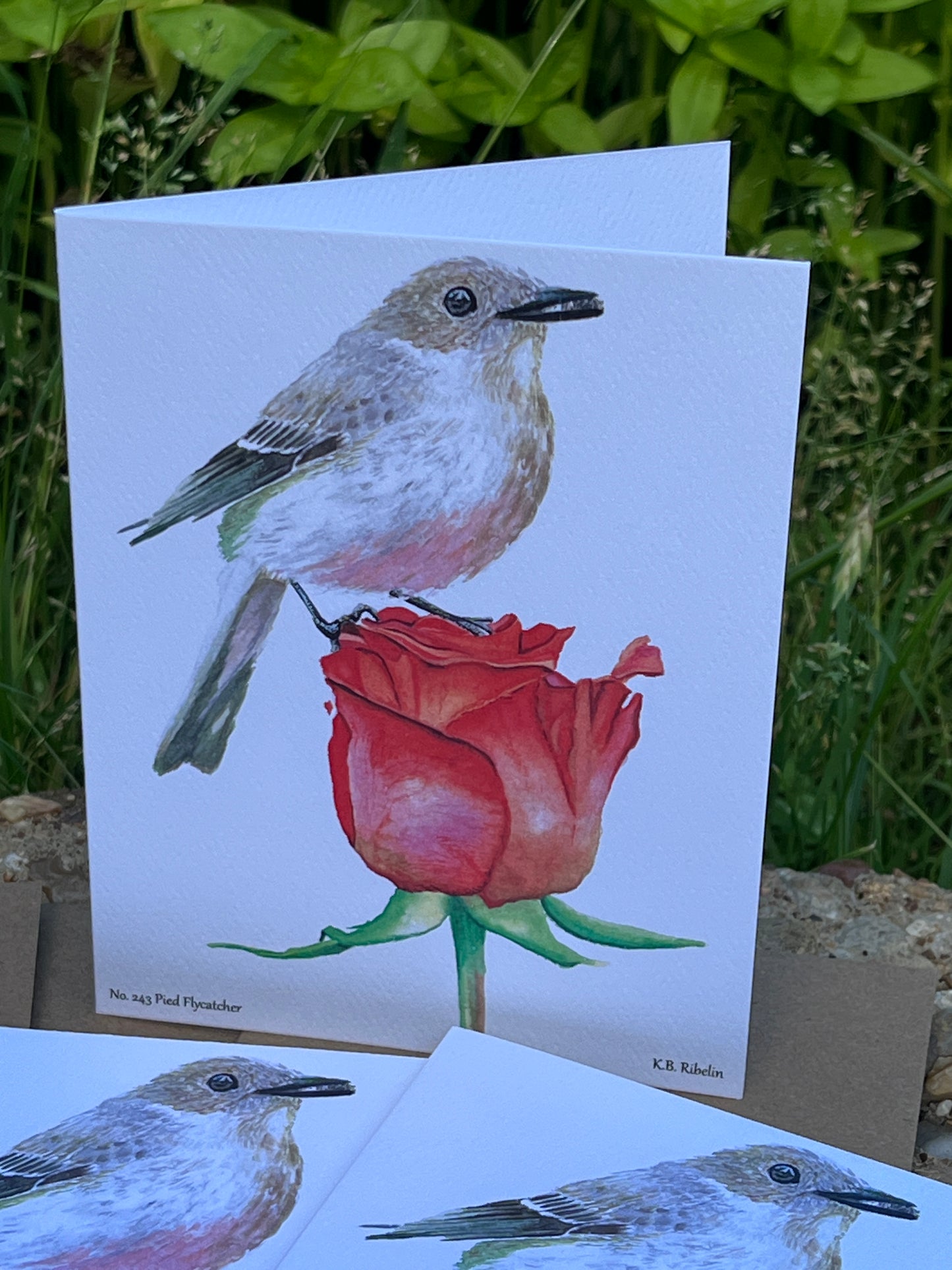 Pied Flycatcher - Bird Art by KB - Notecard