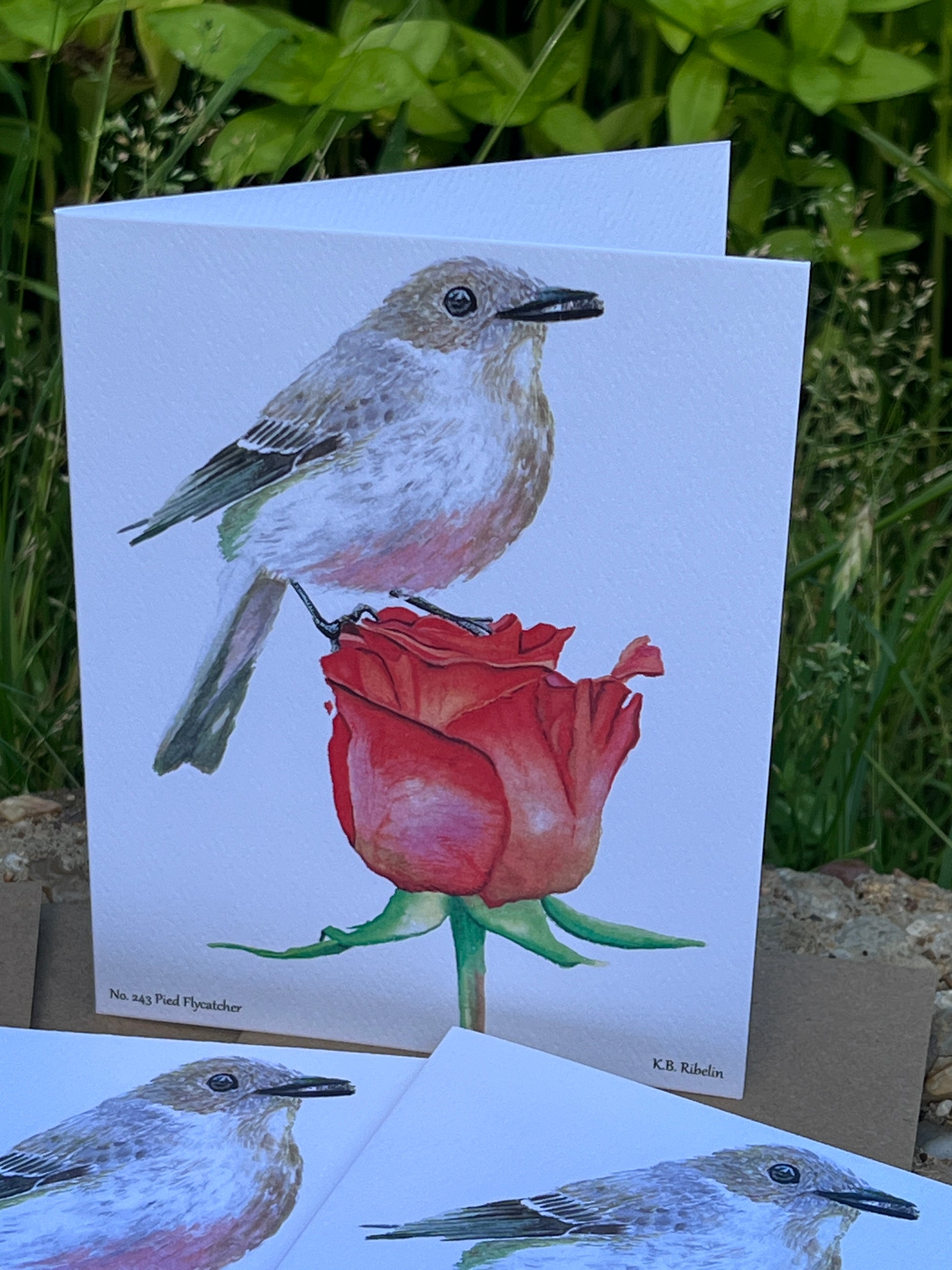Pied Flycatcher - Bird Art by KB - Notecard