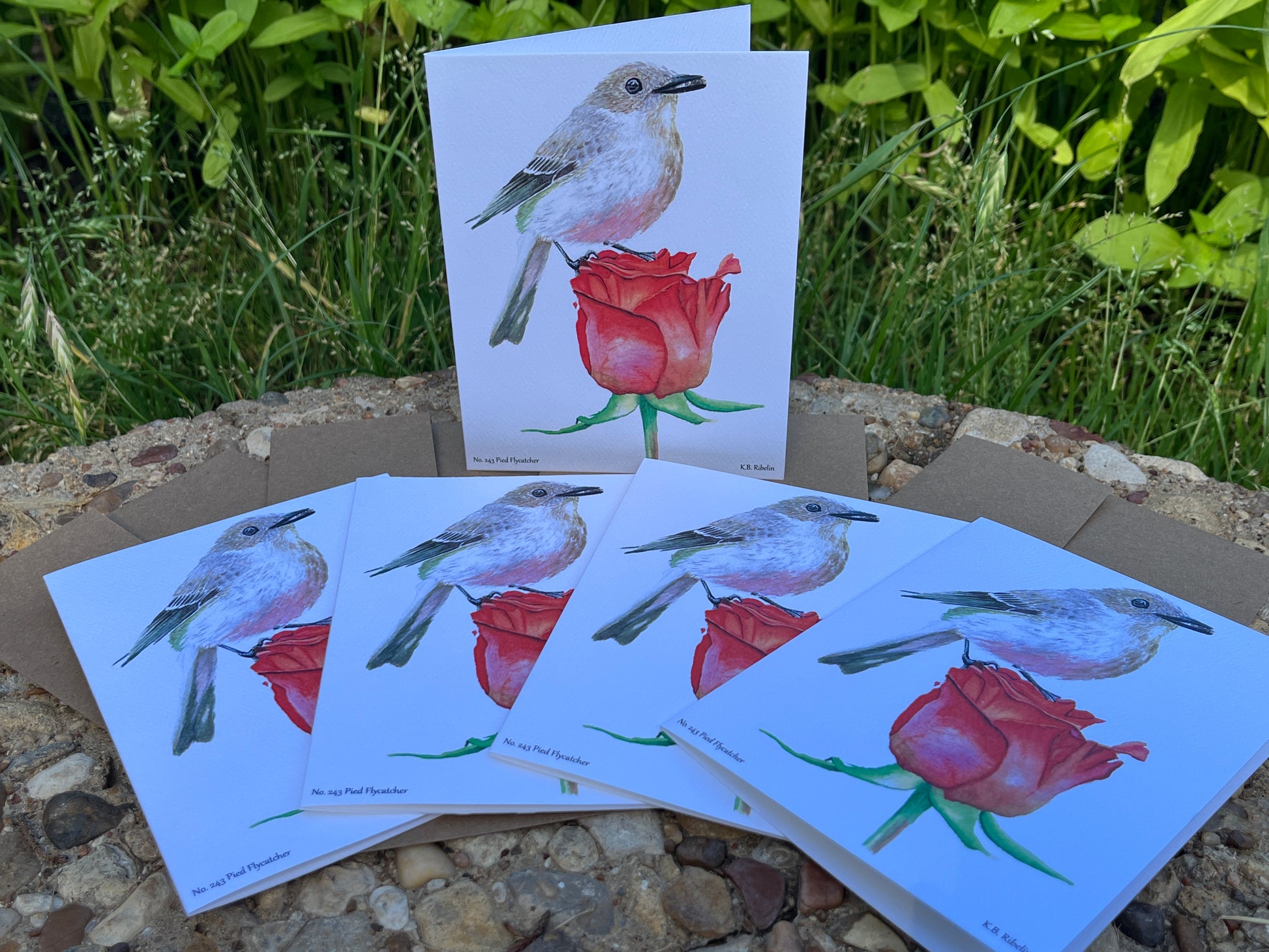 Pied Flycatcher - Bird Art by KB - Notecard Set