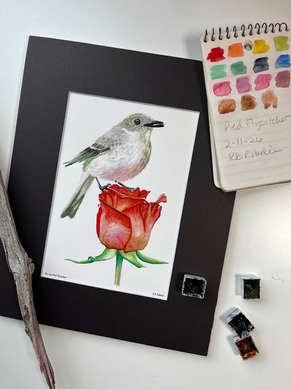 Pied Flycatcher - Bird Art by KB - Giclee Print with Black Mat