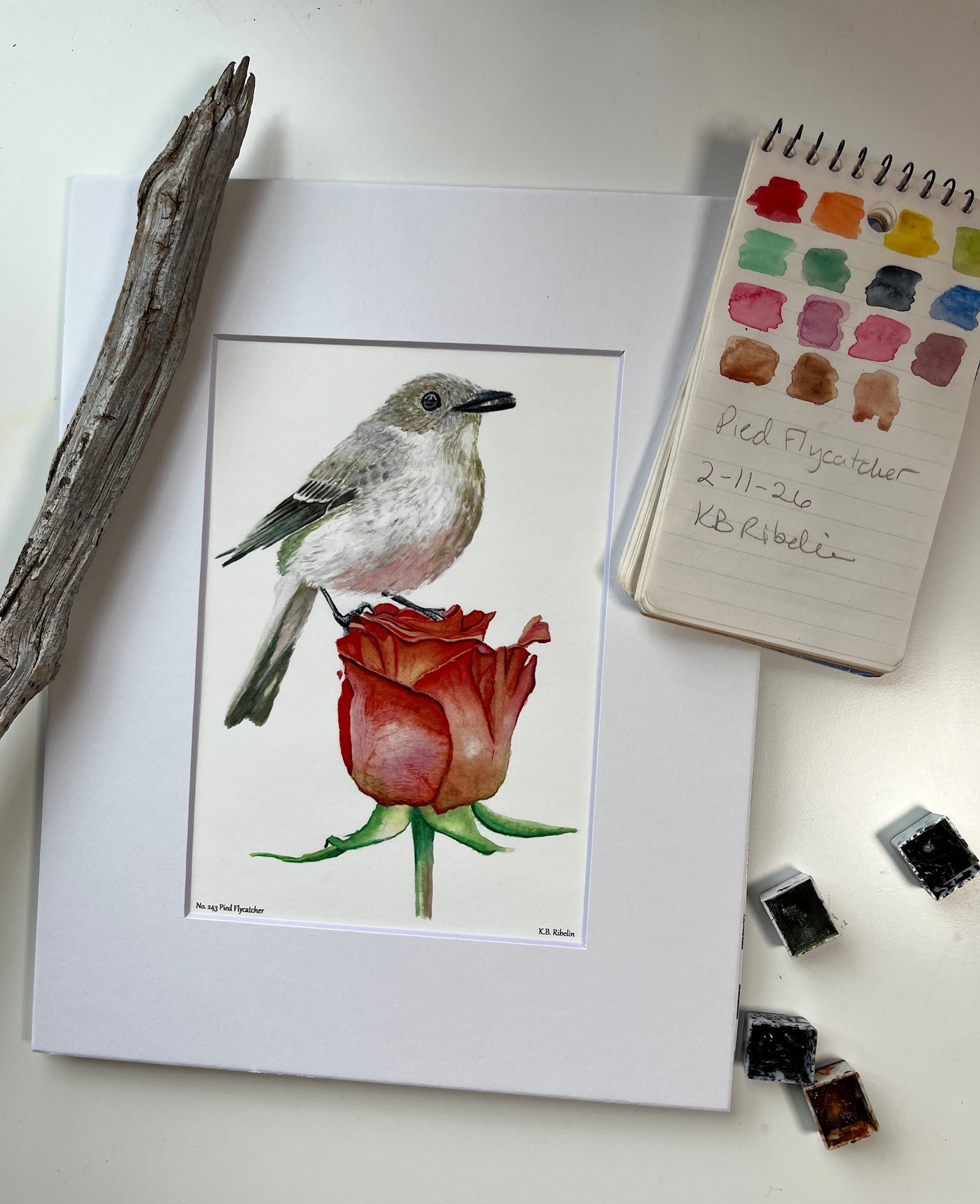 Pied Flycatcher - Bird Art by KB - Giclee Print with White Mat