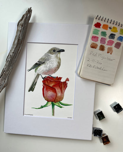 Pied Flycatcher - Bird Art by KB - Giclee Print with White Mat