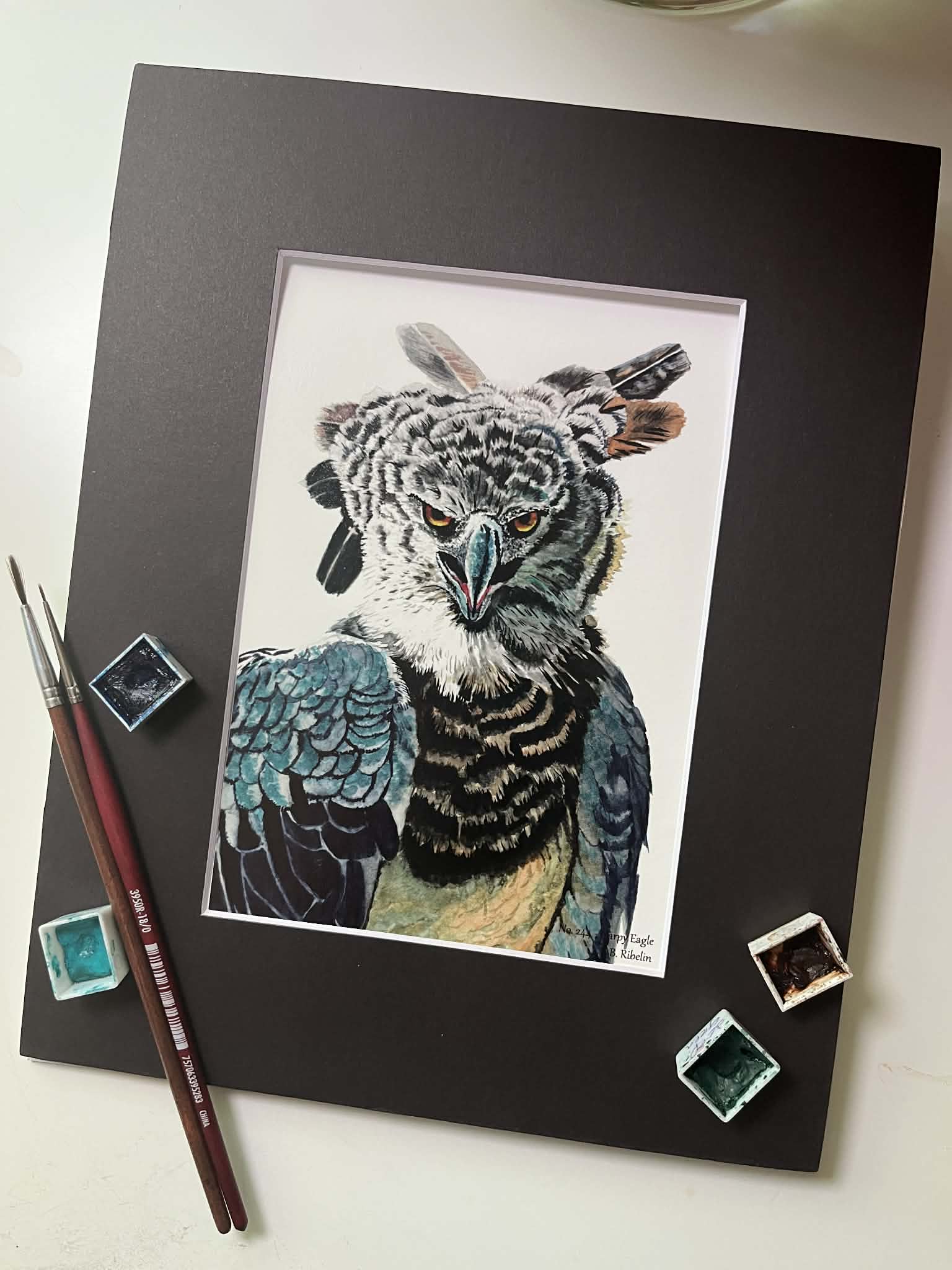 Harpy Eagle - Bird Art by KB - Giclee Print with Black Mat