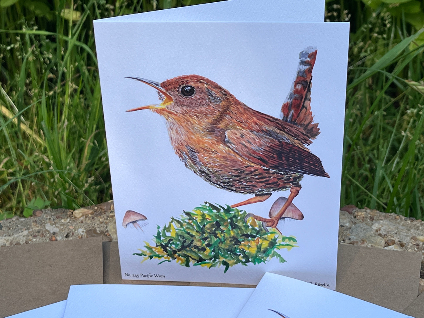 Pacific Wren - Bird Art by KB - Notecard