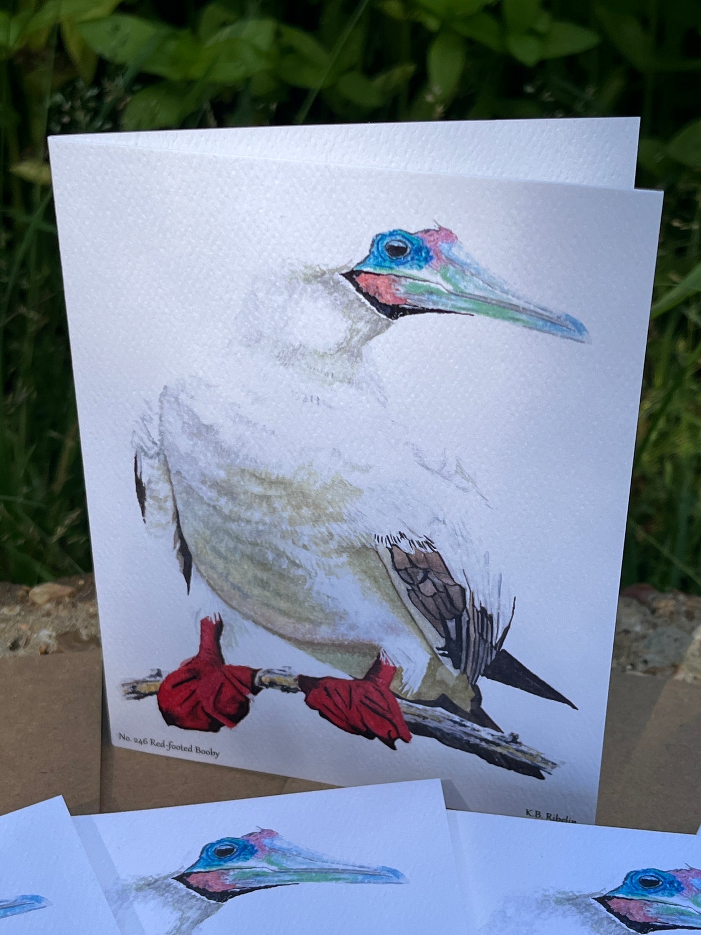 Red-footed Booby - Bird Art by KB - Notecard