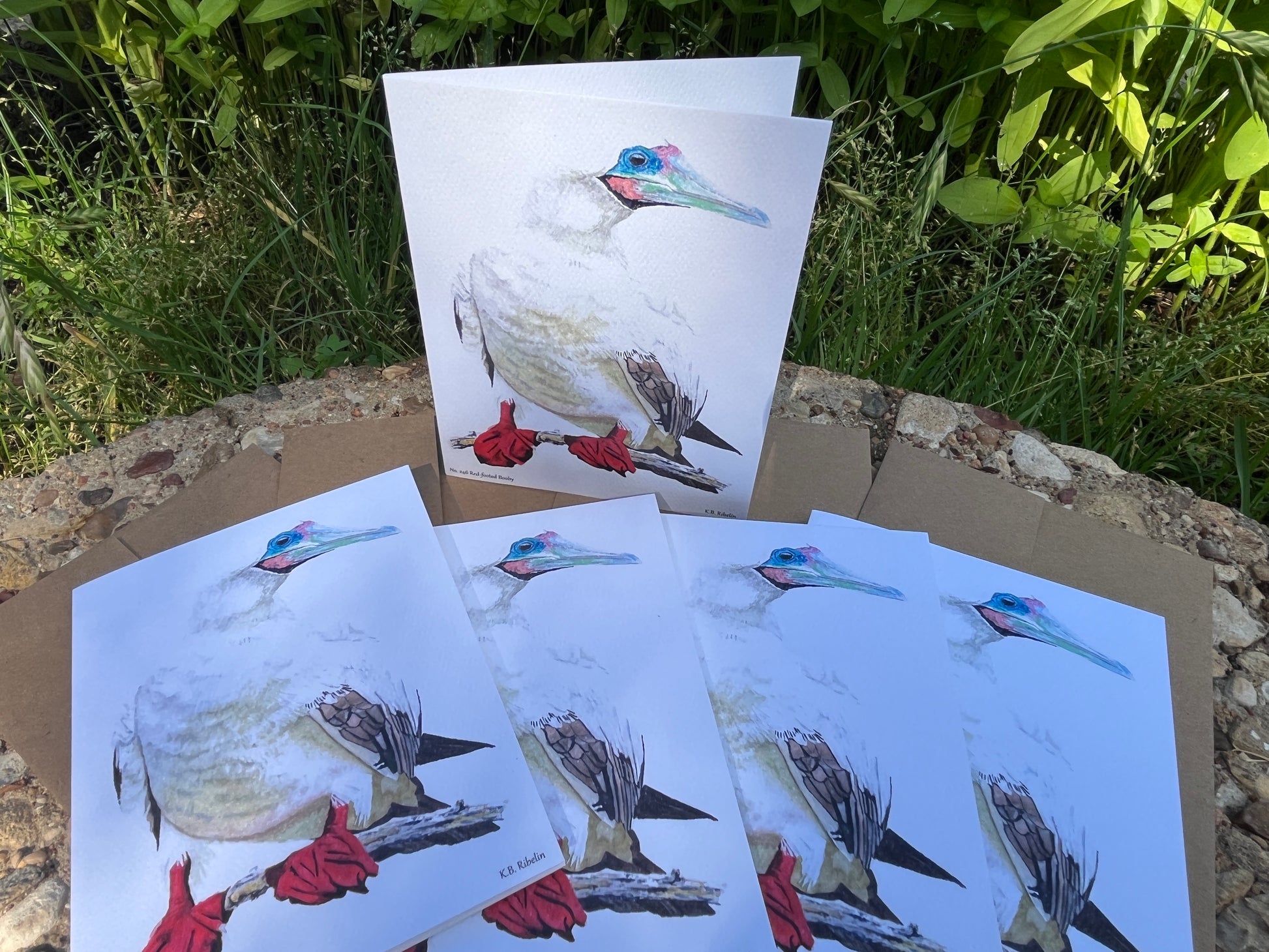Red-footed Booby - Bird Art by KB - Notecard Set